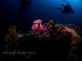   Wide angle nudi  